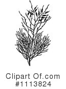 Botanical Clipart #1113824 by Prawny Vintage
