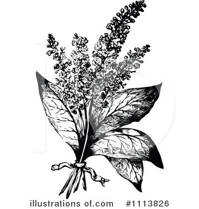 Royalty-Free (RF) Botanical Clipart Illustration by Prawny Vintage - Stock Sample #1113826