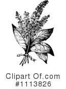 Botanical Clipart #1113826 by Prawny Vintage
