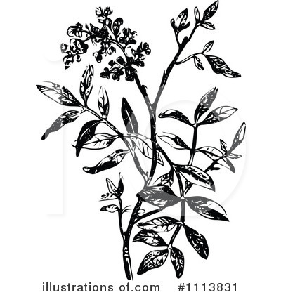 Royalty-Free (RF) Botanical Clipart Illustration by Prawny Vintage - Stock Sample #1113831