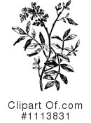 Botanical Clipart #1113831 by Prawny Vintage