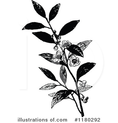 Royalty-Free (RF) Botanical Clipart Illustration by Prawny Vintage - Stock Sample #1180292
