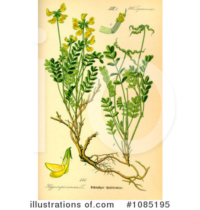Royalty-Free (RF) Botany Clipart Illustration by JVPD - Stock Sample #1085195