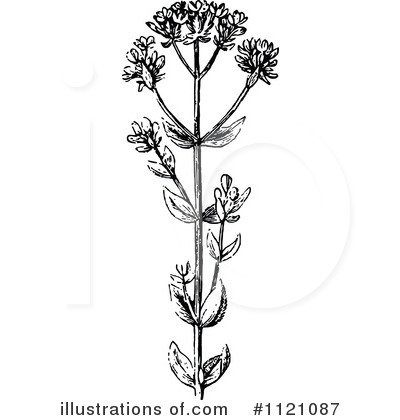 Royalty-Free (RF) Botany Clipart Illustration by Prawny Vintage - Stock Sample #1121087