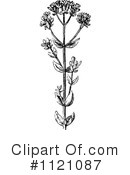 Botany Clipart #1121087 by Prawny Vintage