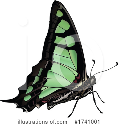 Royalty-Free (RF) Butterfly Clipart Illustration by dero - Stock Sample #1741001