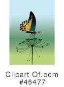Butterfly Clipart #46477 by Eugene