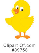 Chick Clipart #39758 by Alex Bannykh