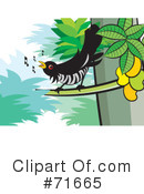 Cuckoo Bird Clipart #71665 by Lal Perera