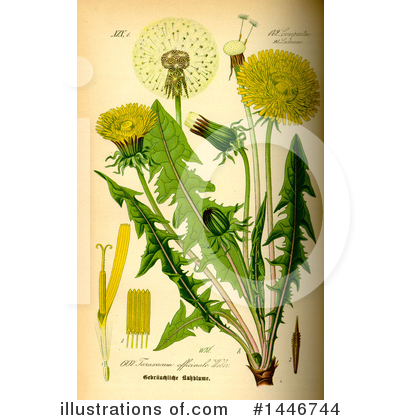 Royalty-Free (RF) Dandelion Clipart Illustration by JVPD - Stock Sample #1446744