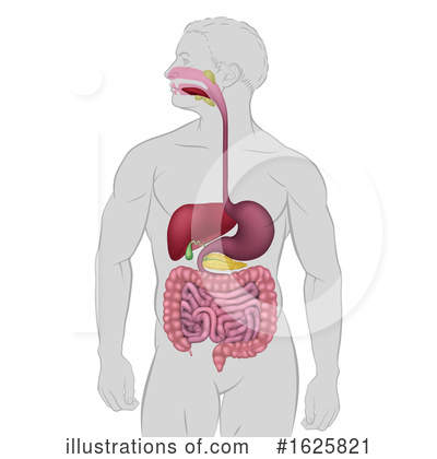 Digestive Clipart #1625821 by AtStockIllustration