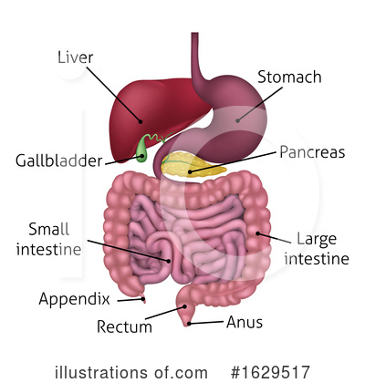 Royalty-Free (RF) Digestive System Clipart Illustration by AtStockIllustration - Stock Sample #1629517