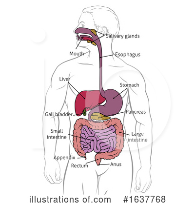 Digestive Tract Clipart #1637768 by AtStockIllustration