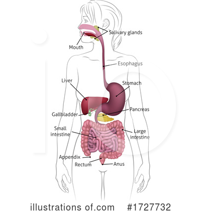 Digestive Tract Clipart #1727732 by AtStockIllustration