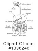 Digestive Tract Clipart #1396246 by AtStockIllustration