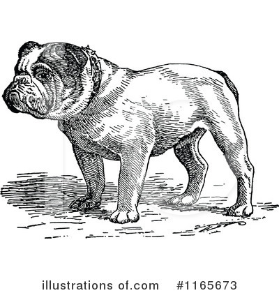 English Bulldog Clipart #1165673 by Prawny Vintage