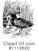 Duck Clipart #1119620 by Prawny Vintage