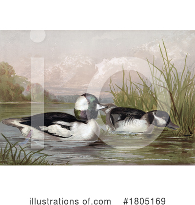 Royalty-Free (RF) Duck Clipart Illustration by JVPD - Stock Sample #1805169