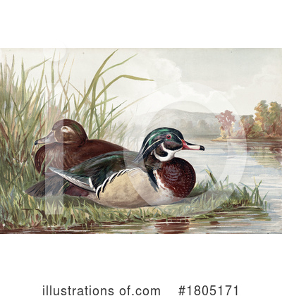 Royalty-Free (RF) Duck Clipart Illustration by JVPD - Stock Sample #1805171