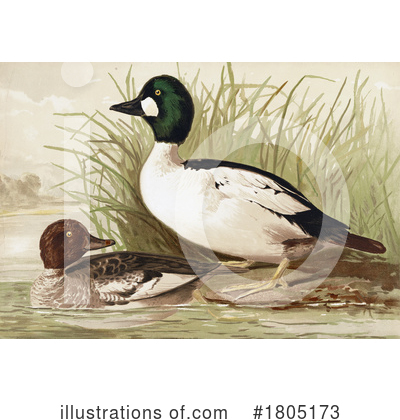 Royalty-Free (RF) Duck Clipart Illustration by JVPD - Stock Sample #1805173