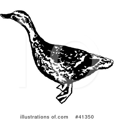 Mallard Duck Clipart #41350 by Prawny