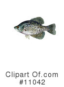 Fish Clipart #11042 by JVPD