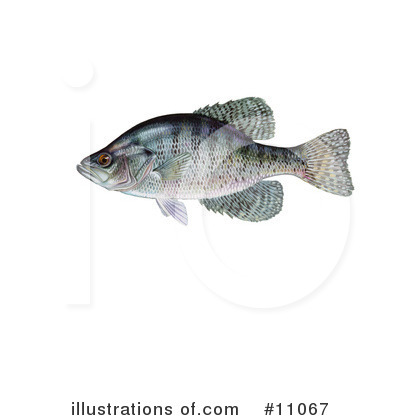 Fish Clipart #11067 by JVPD