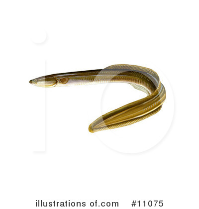 Eel Clipart #11075 by JVPD