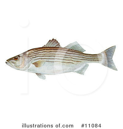 Bass Fish Clipart #11084 by JVPD