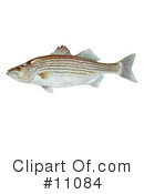 Fish Clipart #11084 by JVPD