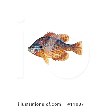 Sunfish Clipart #11087 by JVPD