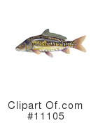 Fish Clipart #11105 by JVPD