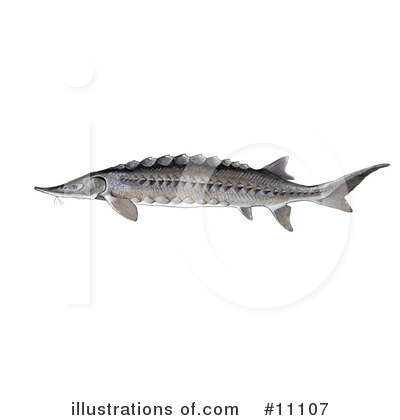 Fish Clipart #11107 by JVPD