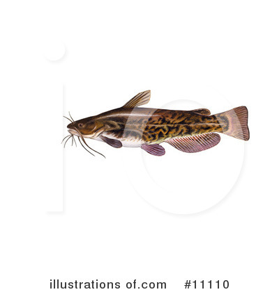Catfish Clipart #11110 by JVPD