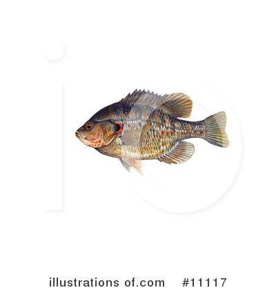Sunfish Clipart #11117 by JVPD