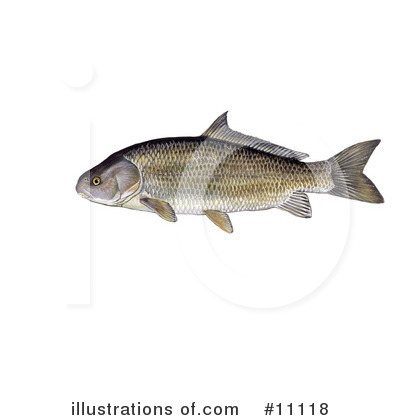 Fish Clipart #11118 by JVPD