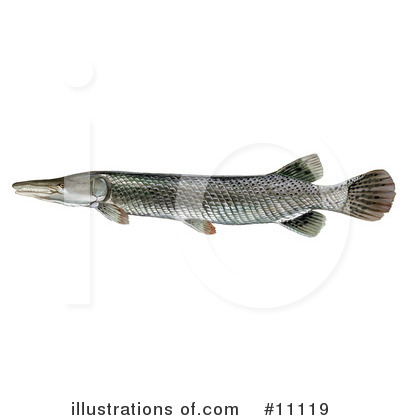 Fish Clipart #11119 by JVPD