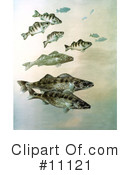 Fish Clipart #11121 by JVPD