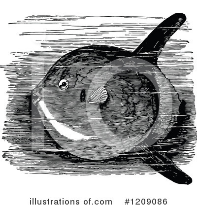Sunfish Clipart #1209086 by Prawny Vintage