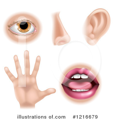 Royalty-Free (RF) Five Senses Clipart Illustration by AtStockIllustration - Stock Sample #1216679