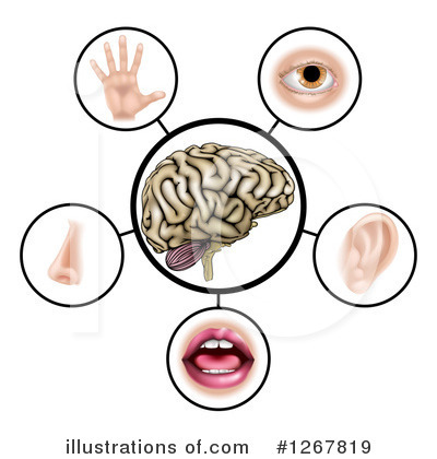 Royalty-Free (RF) Five Senses Clipart Illustration by AtStockIllustration - Stock Sample #1267819
