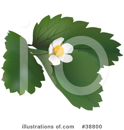 Royalty-Free (RF) Flower Clipart Illustration by dero - Stock Sample #38800