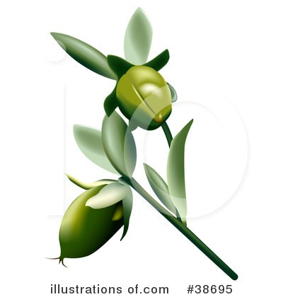 Jojoba Clipart #38695 by dero