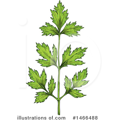 Parsley Clipart #1466488 by Vector Tradition SM