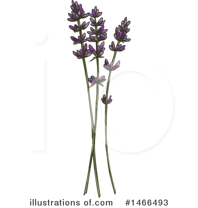Lavender Clipart #1466493 by Vector Tradition SM