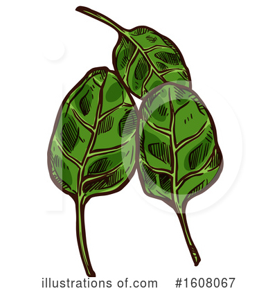 Spinach Clipart #1608067 by Vector Tradition SM