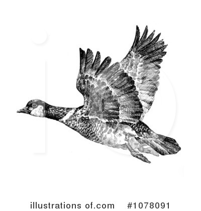 Goose Clipart #1078091 by JVPD
