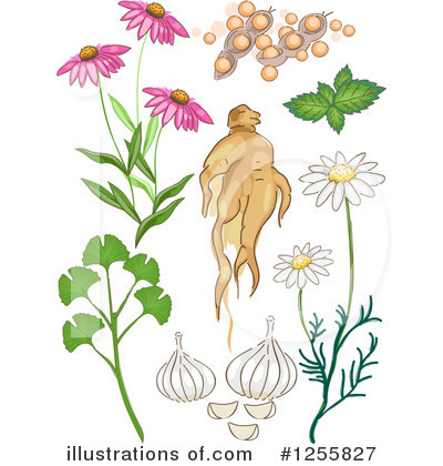 Echinacea Clipart #1255827 by BNP Design Studio