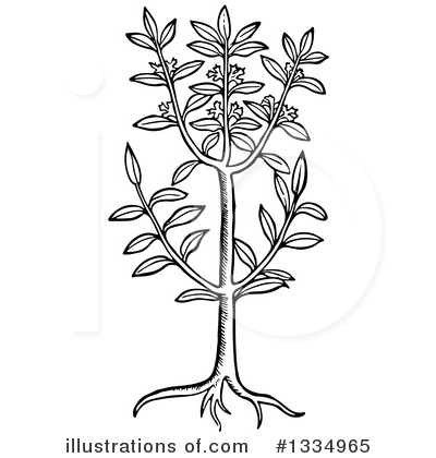 Royalty-Free (RF) Herb Clipart Illustration by Picsburg - Stock Sample #1334965