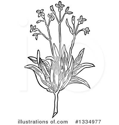 Royalty-Free (RF) Herb Clipart Illustration by Picsburg - Stock Sample #1334977